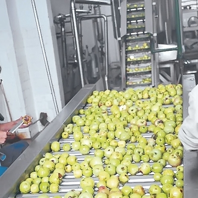 CE Apple Processing Line with Automatic Disinfection Liquid Concentration Control System