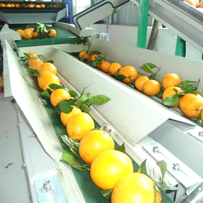 Stainless Steel Vegetables Fruit Processing Equipment With Spiral Conveyors